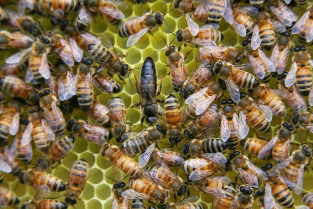 Mated queen bee on comb surrounded by workers