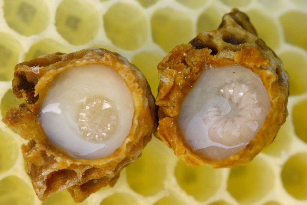Opened queen cells showing honey bee larvae floating in royal jelly
