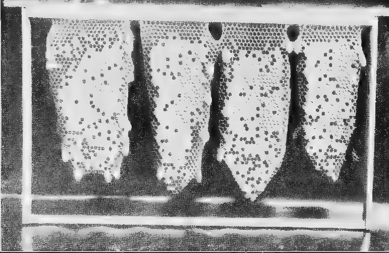 Black and white 1918 photograph of four triangular combs hanging in a frame with queen cells built on the Miller plan