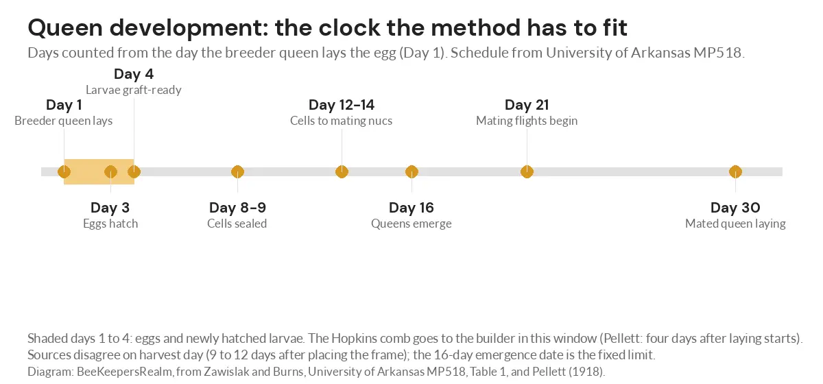 Timeline of queen development from egg on day 1 to a laying queen on day 30, with the egg and young larva window shaded