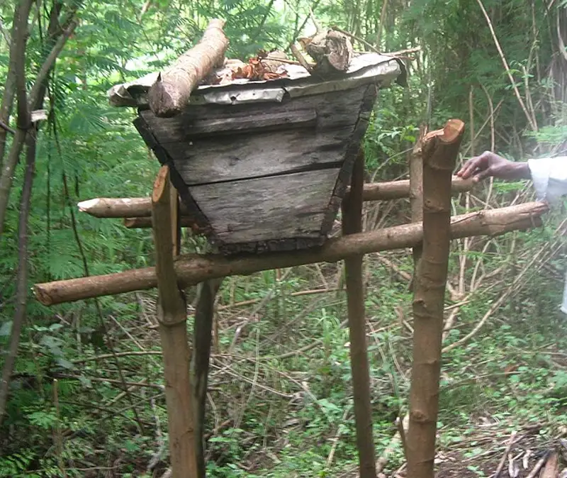 Sloped-sided wooden top bar hive with a tin roof resting on a pole stand in a Cameroon forest clearing