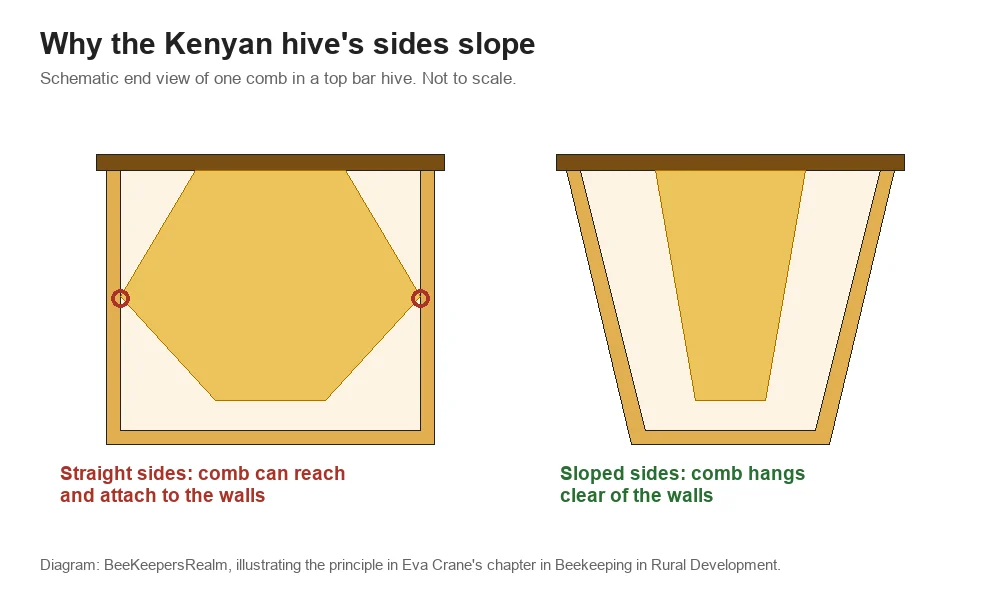 Cross-section diagram of a straight-sided hive where comb touches the walls beside a sloped-sided hive where comb hangs clear