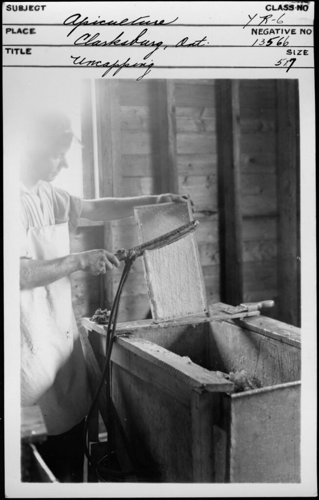 A beekeeper uncapping frames of honeycomb by hand before loading them into an extractor, the manual process automated uncappers like the Cowen are built to replace at scale