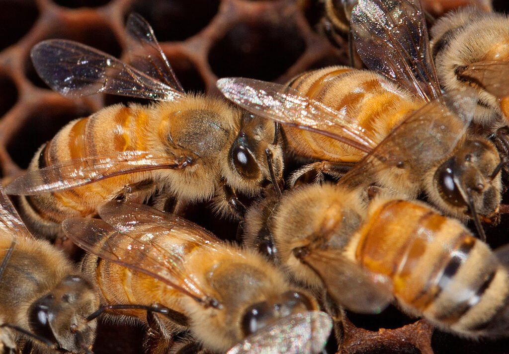 Close-up of honey bees photographed for USDA Agricultural Research Service pollinator health research