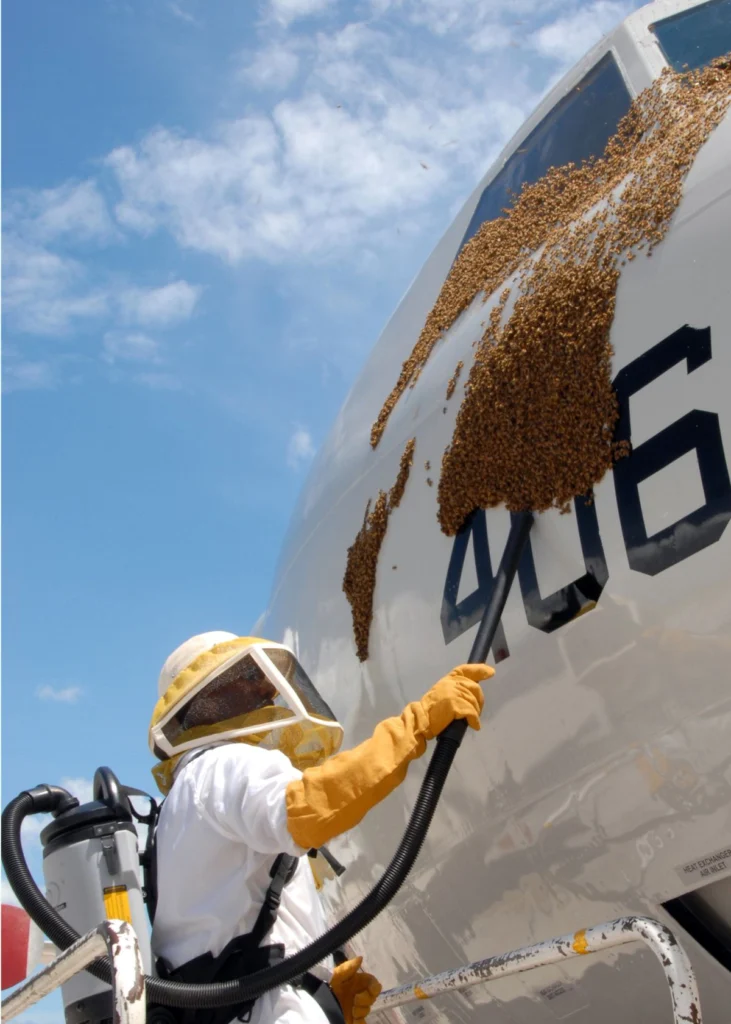 A person in protective gear using a vacuum device to remove a swarm of honey bees, illustrating the general low-suction bee-vacuum method for live colony removal