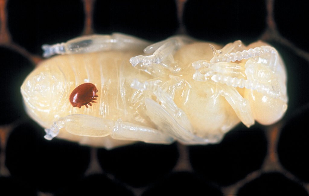 A varroa mite attached to a honeybee pupa inside a capped brood cell, the specific stage VSH-trait worker bees detect and remove