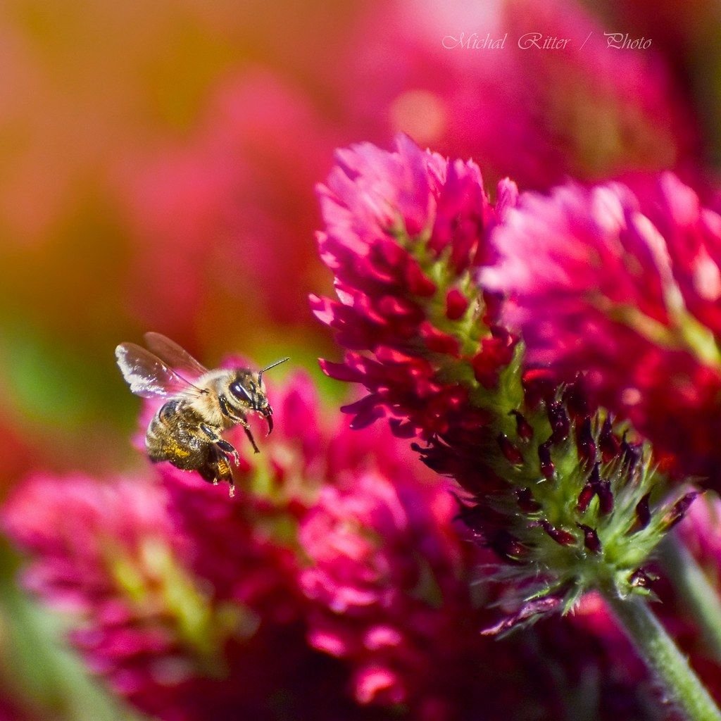 Honey bee flying toward white clover flowers in a lawn