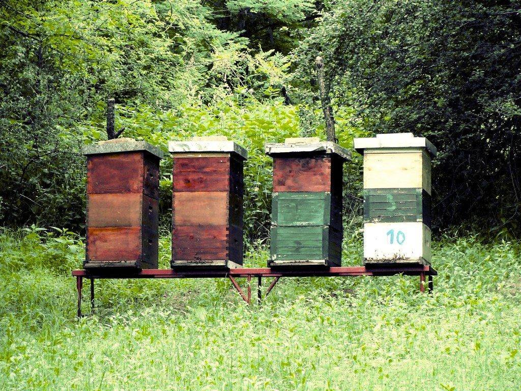 Row of beehive boxes on a stand at a Florida apiary similar to those kept in the Tampa Bay area