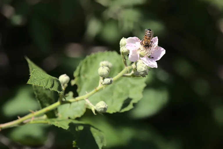 Photo of a honey bee foraging on a flower, illustrating pollination for a classroom bee unit