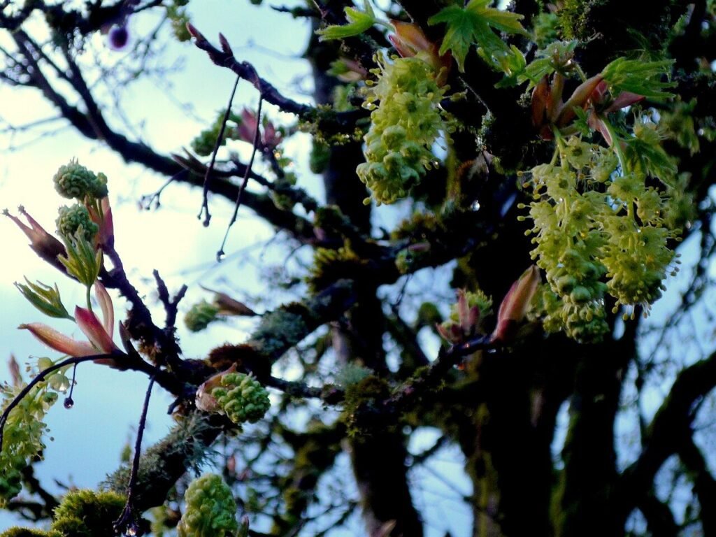 Photo of bigleaf maple flowers blooming in Olympia, Washington, an early Pacific Northwest nectar source