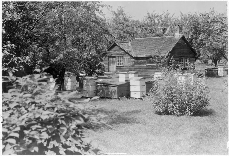Historic apiary in Cooksville, Ontario, circa 1925, Archives of Ontario, Open Government Licence - Ontario