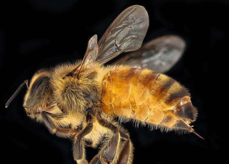 Gros plan sur l abdomen d une ouvriere Apis mellifera