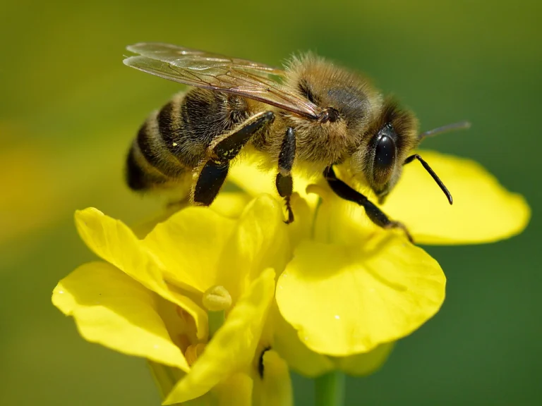 Abeille domestique butinant une fleur de colza, la culture utilisee dans les etudes francaises sur le thiamethoxame