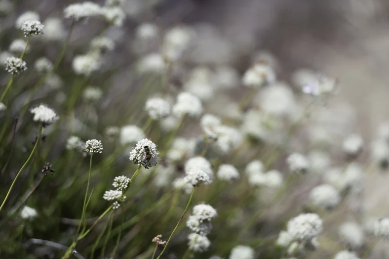 Photo of a honey bee foraging on California buckwheat, a key coastal sage scrub nectar source