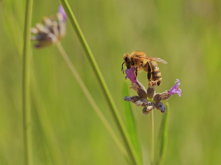 Honeybee foraging on a purple lavender flower spike in a garden border