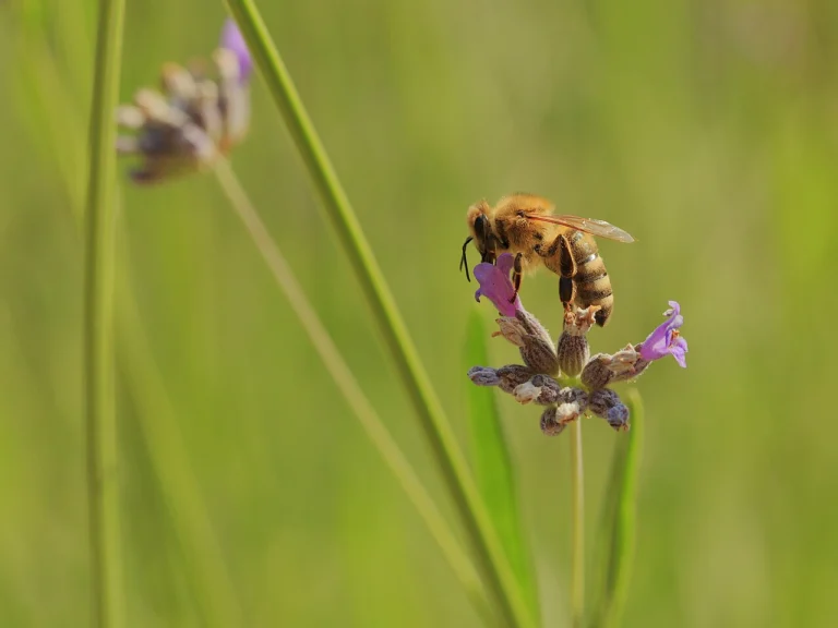 Honeybee foraging on a purple lavender flower spike in a garden border