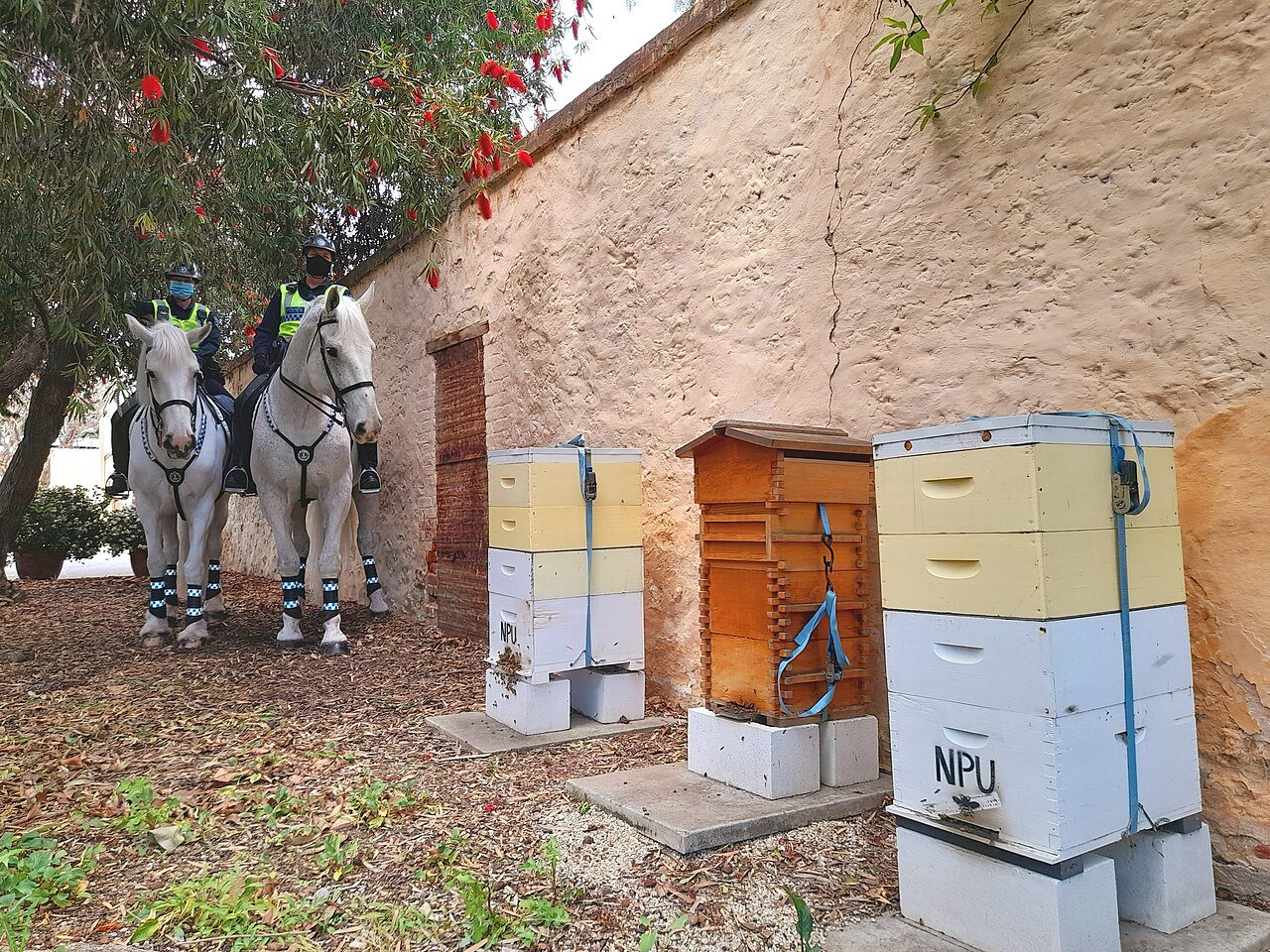Registered beehives at Government House, Adelaide, South Australia, relevant to Australian beekeeping regulations