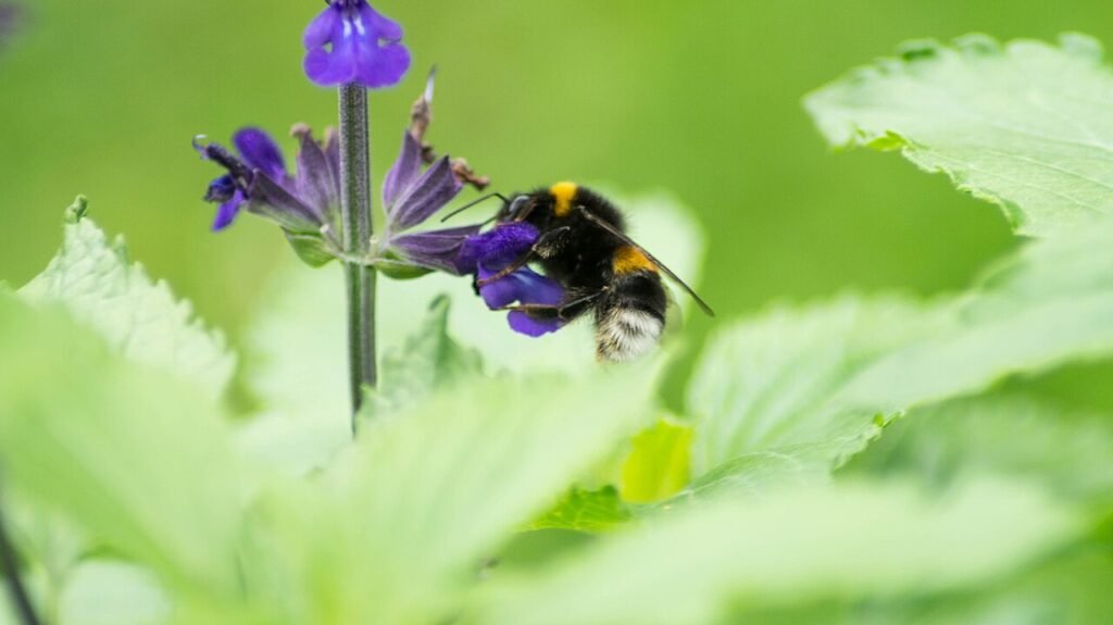 Bumblebee with visible long tongue foraging on a lavender flower