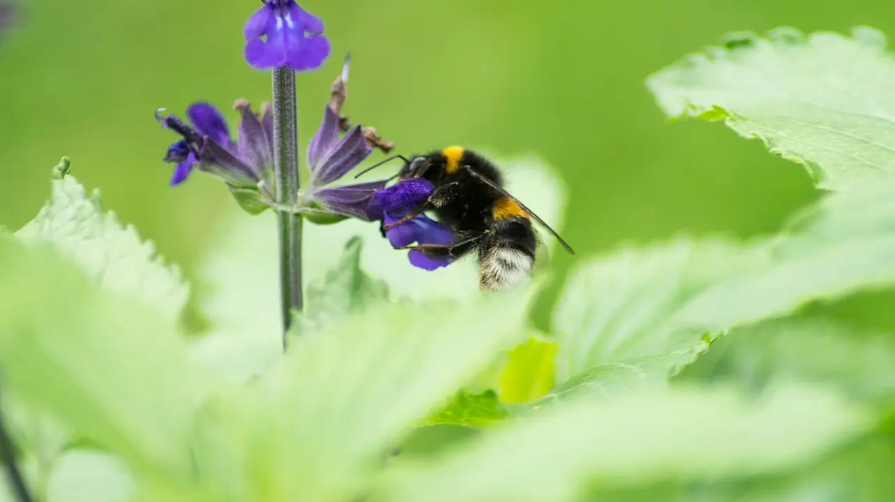 Photo of a bumblebee foraging on lavender flowers, a safe subject for kids to watch from a short distance