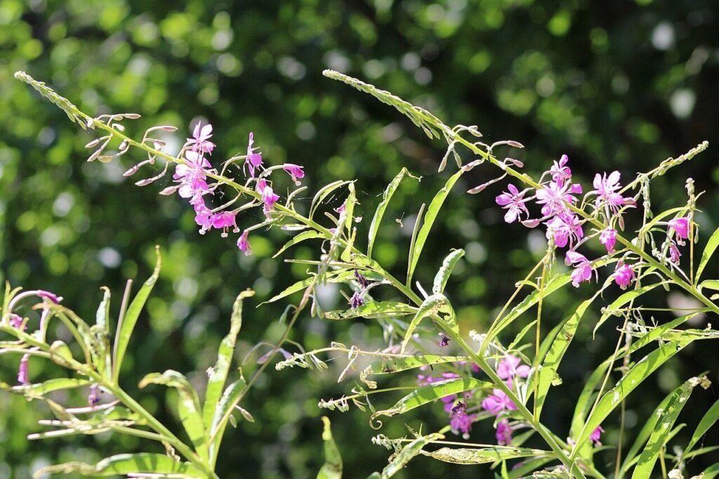 Fireweed blooming in a burn area, one of the fast-colonizing post-fire forage plants that can help surviving colonies recover