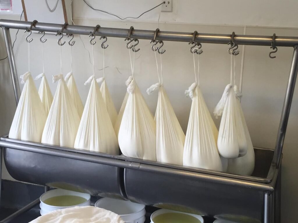 Photo of fresh goat cheese (chevre) hanging in cheesecloth to drain during cheesemaking
