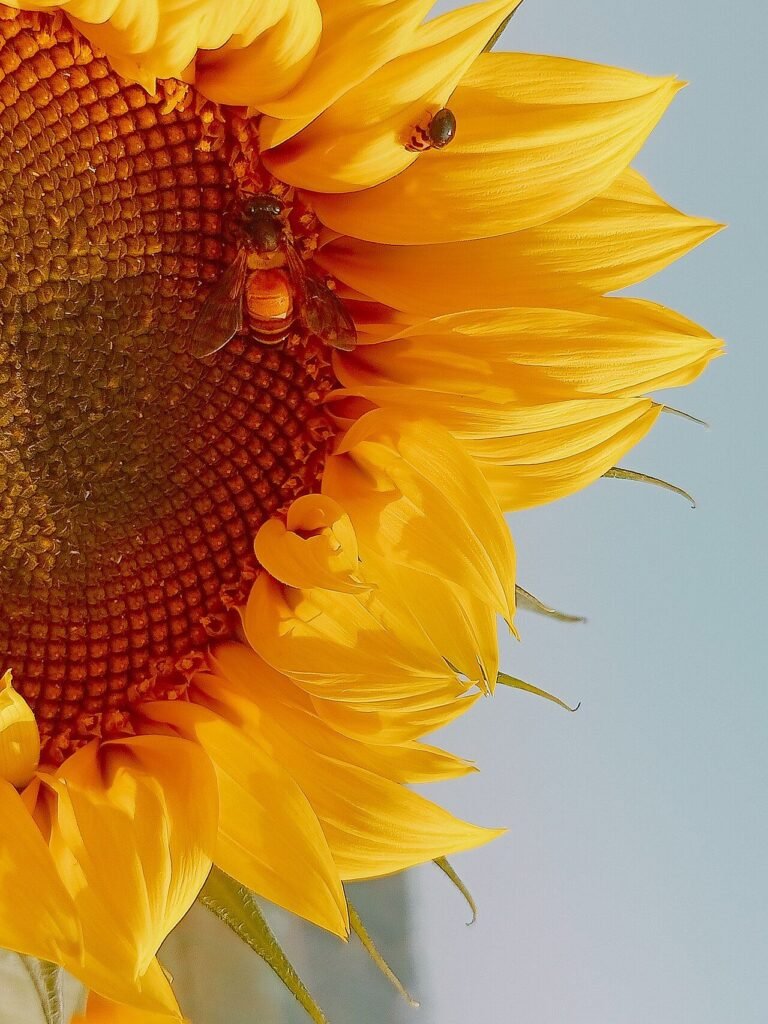 Photo of a honey bee collecting nectar from a sunflower, the kind of observation used in real citizen-science bee projects