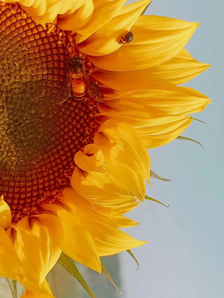 Photo of a honey bee collecting nectar from a sunflower, the kind of observation used in real citizen-science bee projects