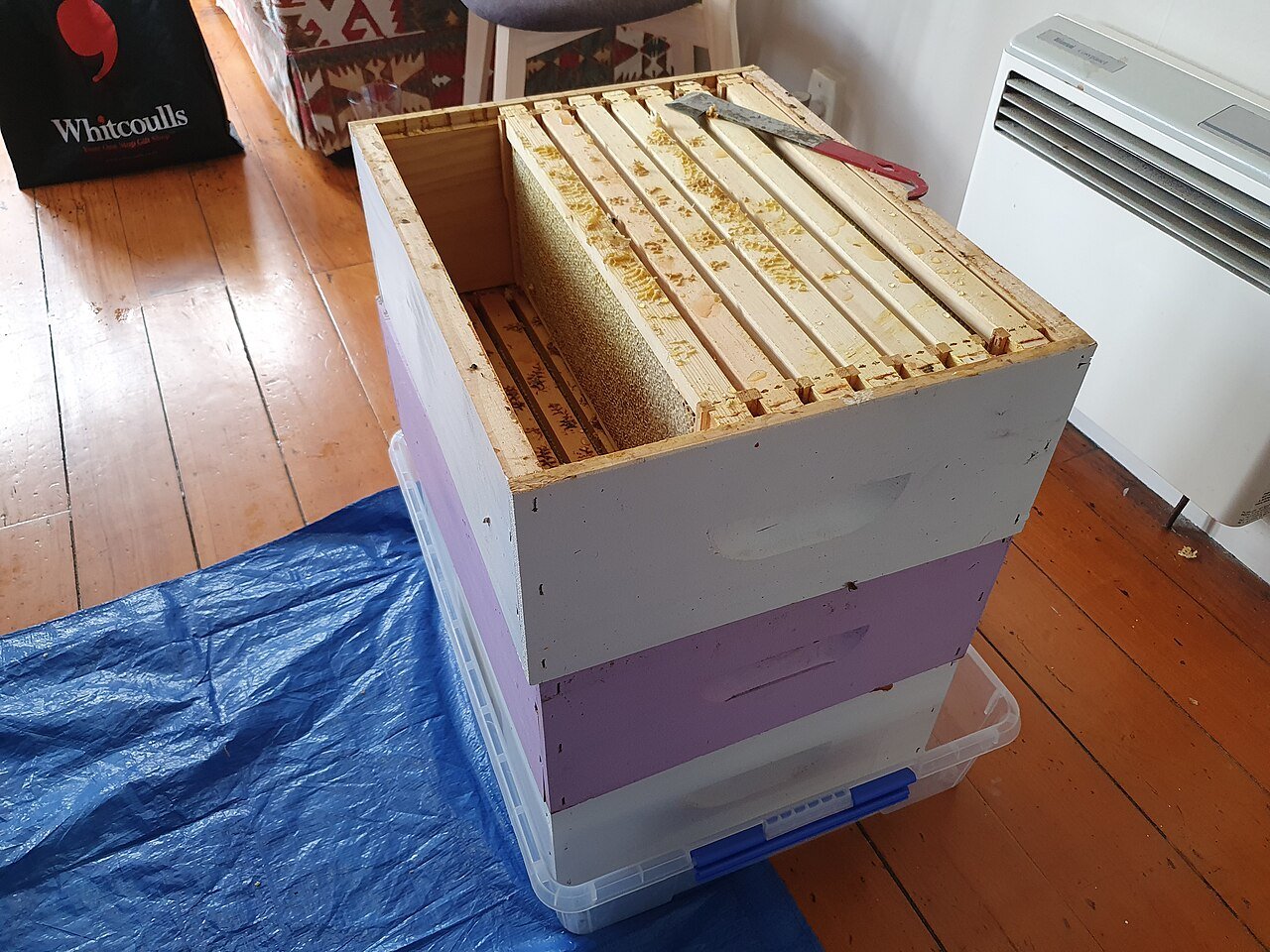 Hive frame from urban beekeeping in Auckland, New Zealand, relevant to New Zealand beekeeping regulations
