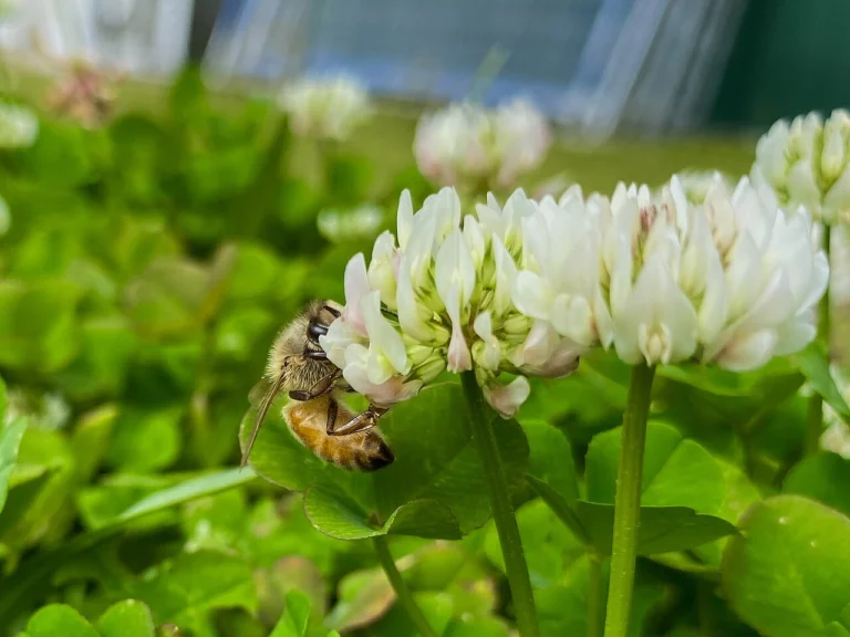Photo of a honey bee foraging on white clover flowers