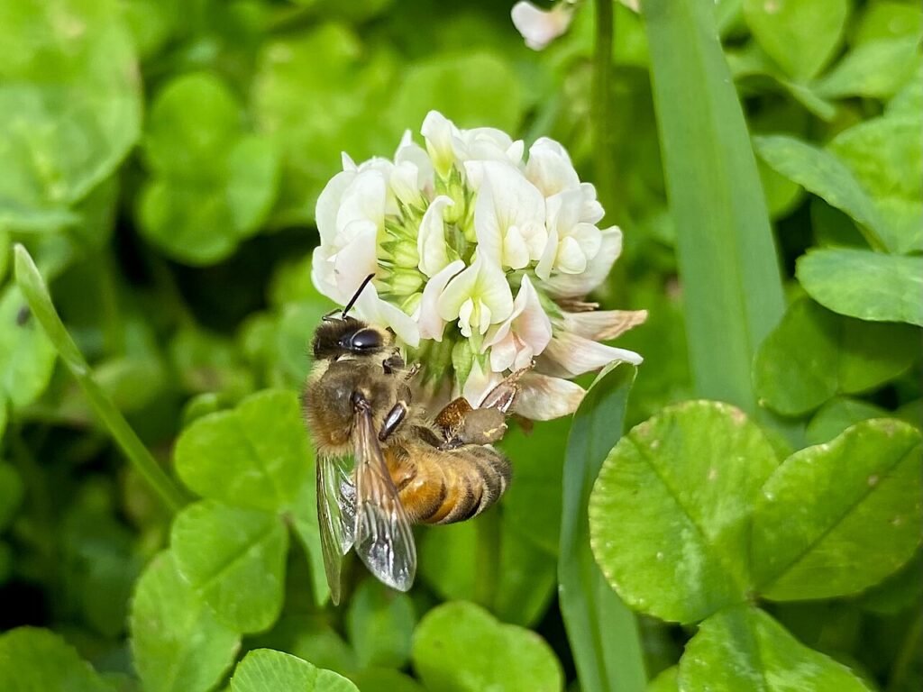 Close-up photo of a honey bee gathering pollen on a white clover flower
