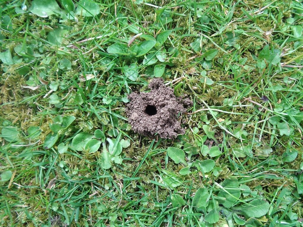Photo of a ground-nesting mining bee burrow entrance with excavated soil, typical of solitary bees that skip cavity nesting