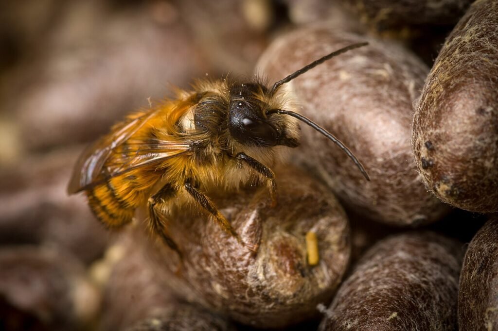 Photo of a newly emerged mason bee beside its cocoons, the adult stage that follows winter diapause