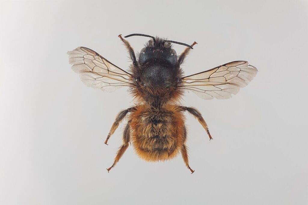 Photo of an adult red mason bee resting during the short adult stage of the solitary bee life cycle