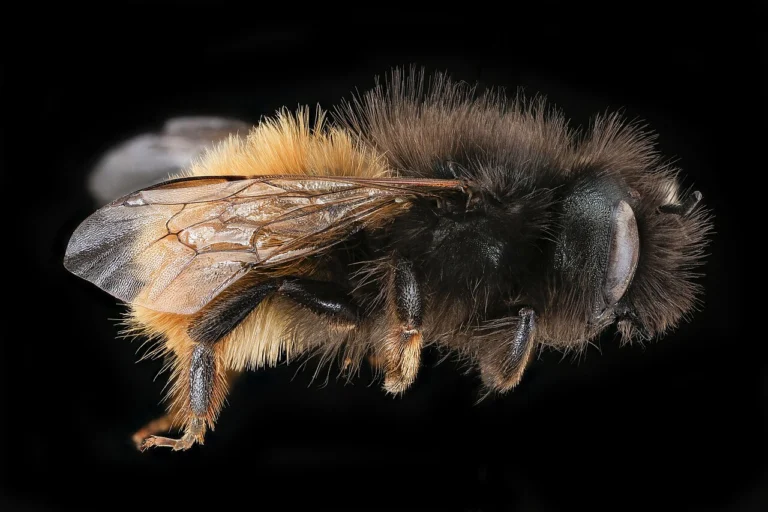 Abeille solitaire Osmia cornuta femelle vue de profil, macrophotographie