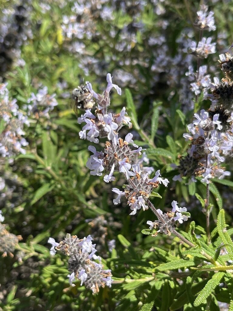 Photo of black sage (Salvia mellifera) flowers, a major coastal California nectar source for honey bees
