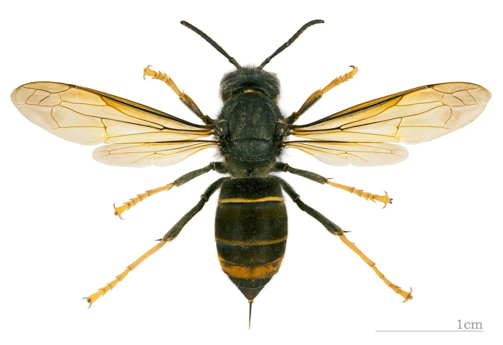 Preserved Asian hornet, Vespa velutina, seen from above, showing the dark body and yellow leg tips used to identify it