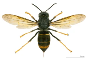 Frelon asiatique a pattes jaunes (Vespa velutina), vue dorsale d un specimen conserve au Museum d Histoire Naturelle de Toulouse