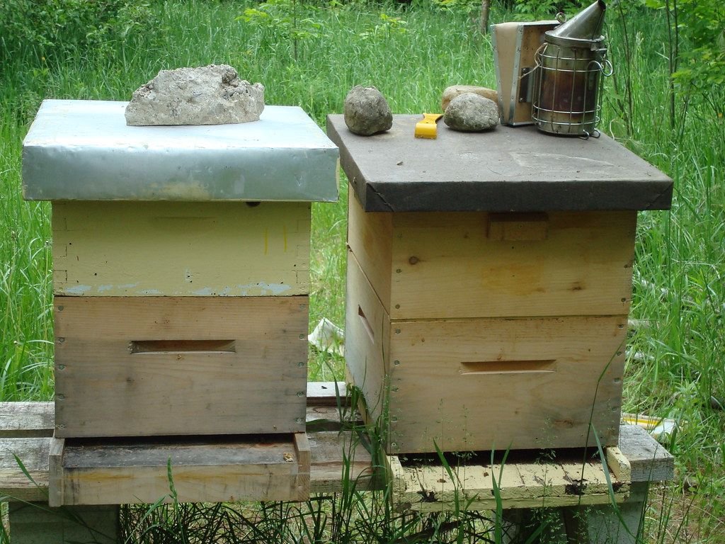 Two backyard beehives with a smoker resting on top, the kind of hobbyist setup Georgia does not require to register