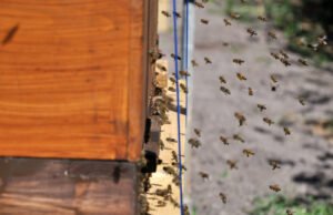 Beehives at a German apiary, relevant to Germany beekeeping regulations