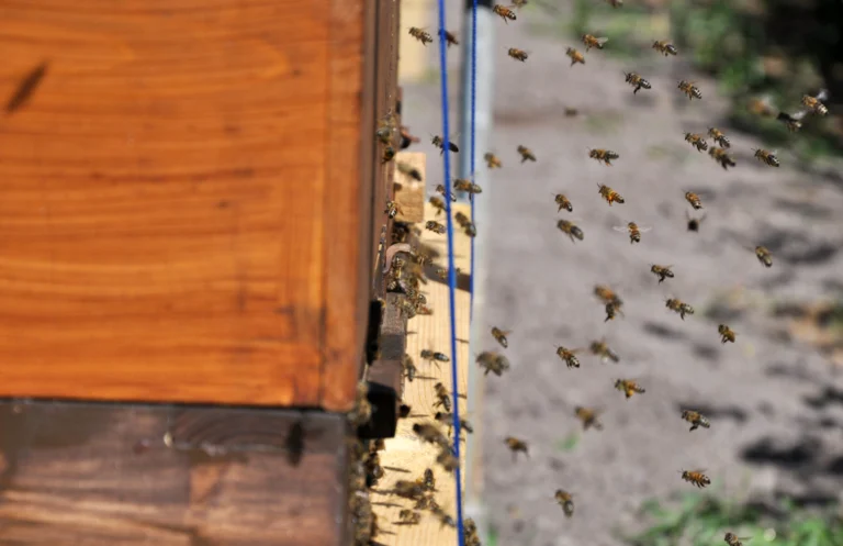 Beehives at a German apiary, relevant to Germany beekeeping regulations