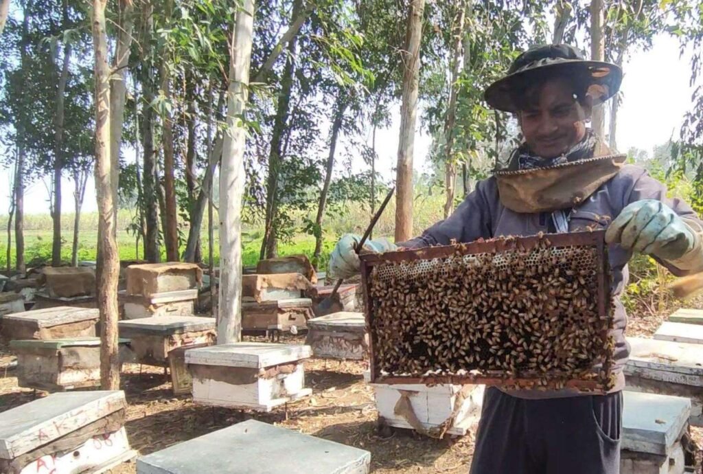 Beekeeper in protective gear in India holding a wooden frame densely covered in honeybees pulled from a hive box