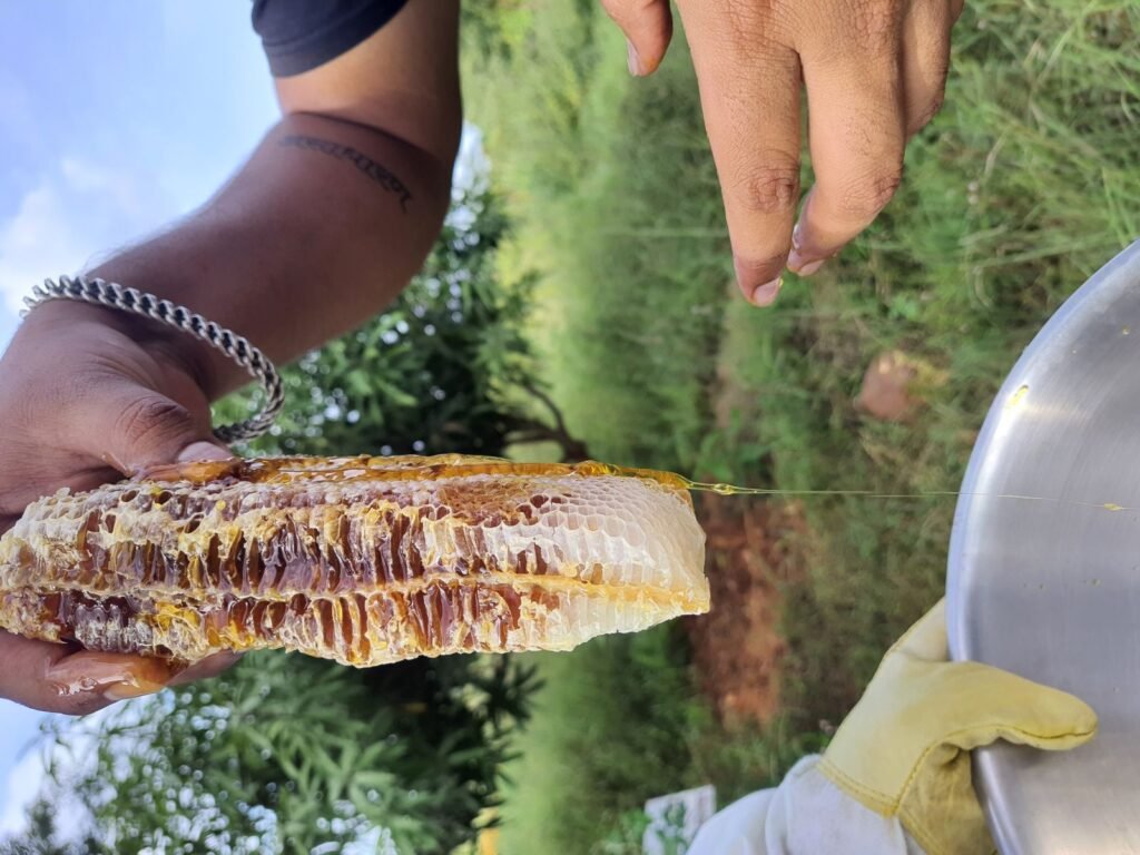 Hands holding a strip of fresh honeycomb with honey visibly dripping from it over an outdoor collection bowl