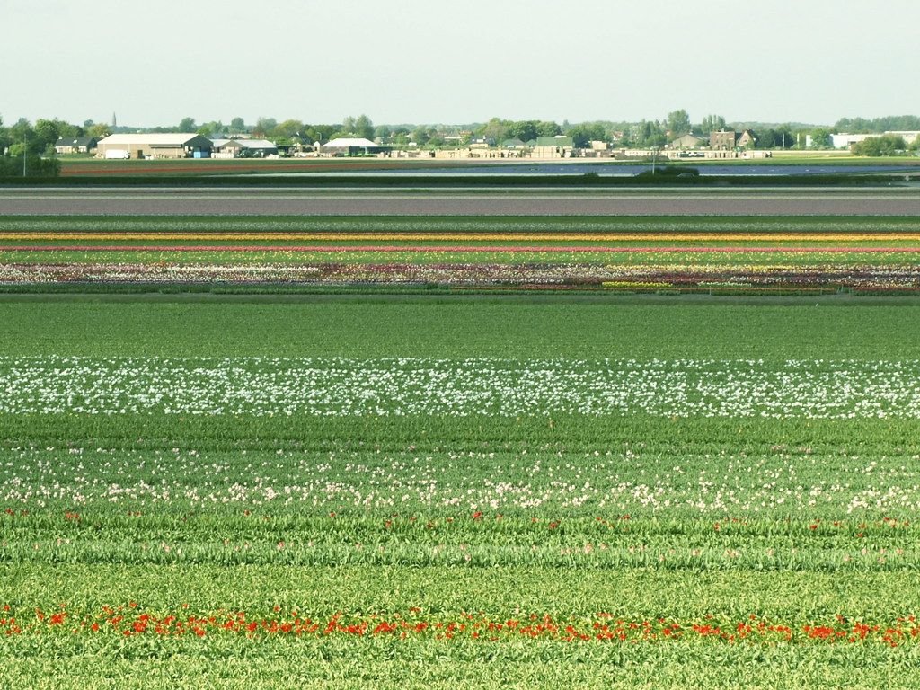Rows of colorful Dutch tulip fields stretching toward farm buildings on the horizon under an open sky