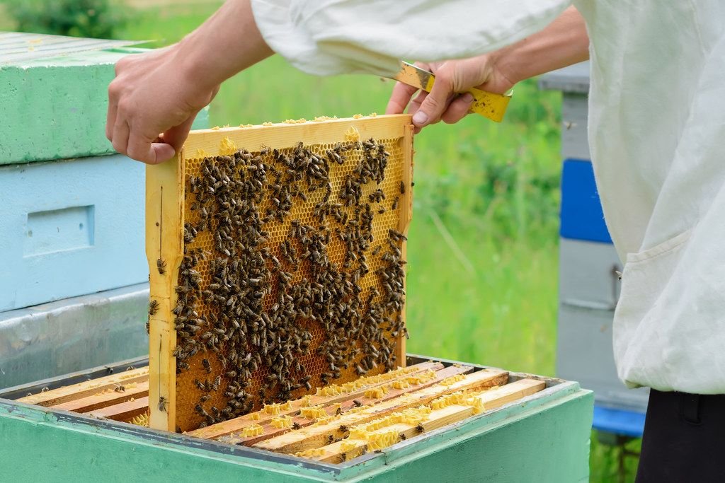Beekeeper lifting a frame straight up out of a hive box to test spacer clearance