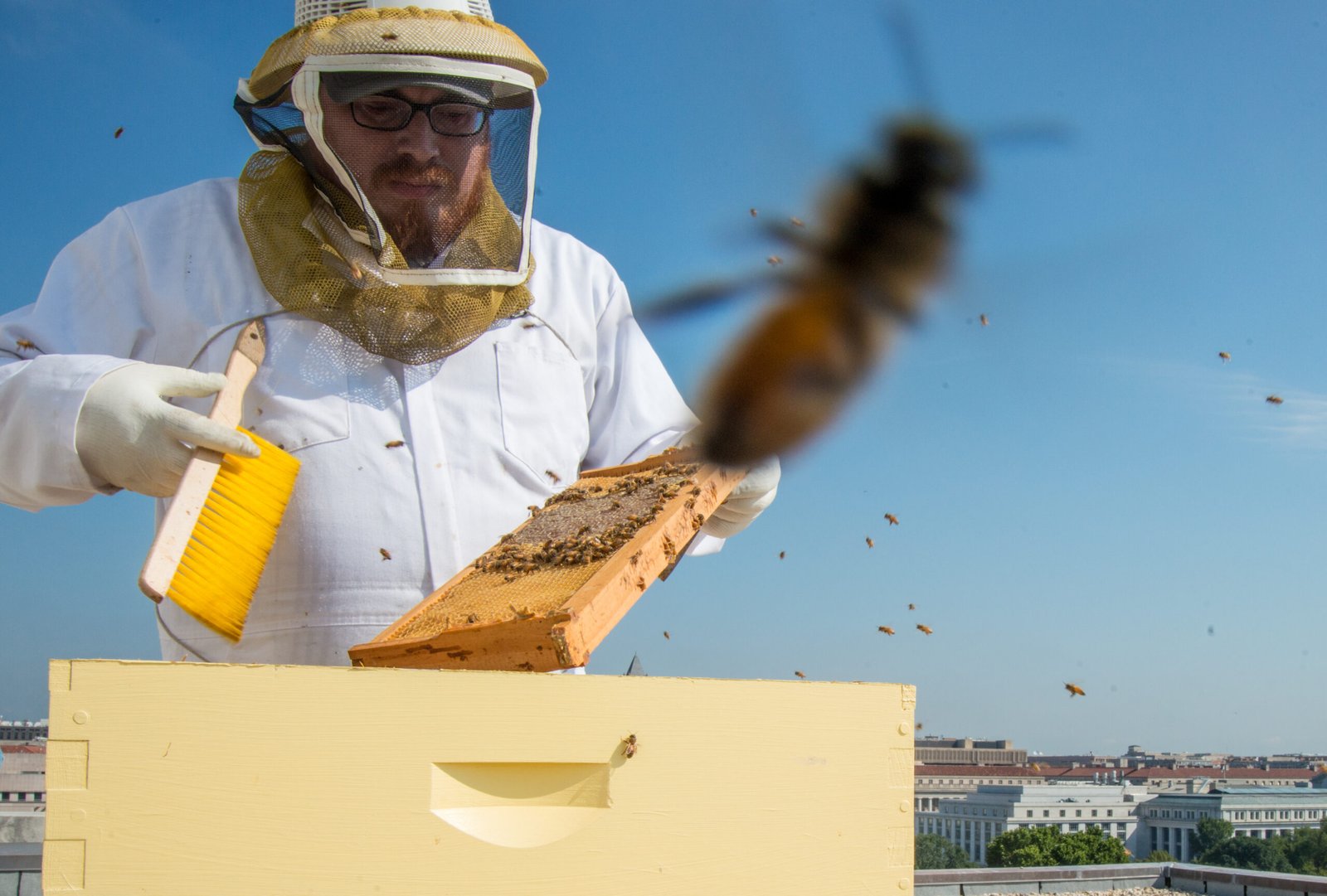 A beekeeper working a row of hives, the kind of registered apiary setup Ohio requires under state law