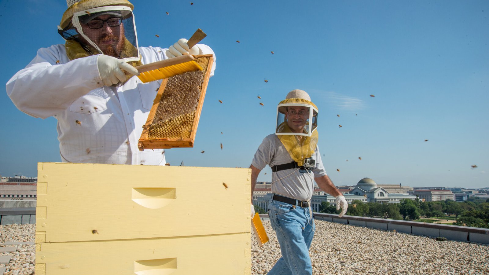 A beekeeper managing hives on open land, the kind of agricultural use some states let qualify a property for a tax exemption