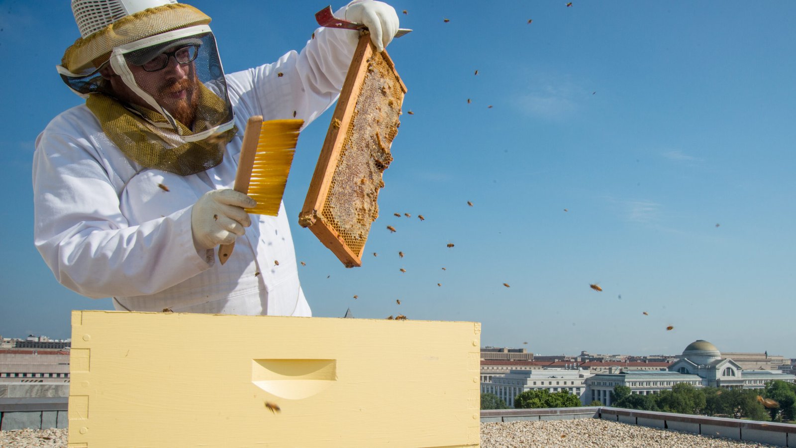 A beekeeper inspecting hives at a registered apiary, the kind of setup Pennsylvania requires under its Bee Law