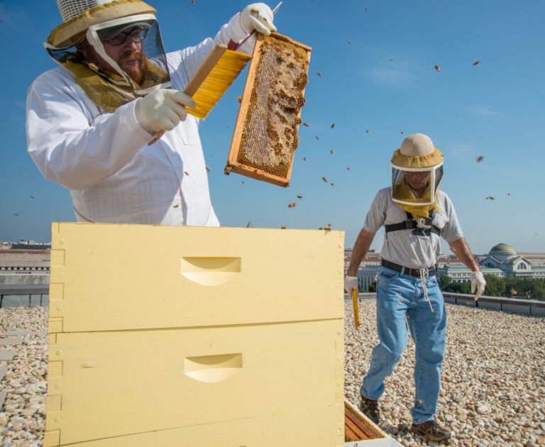 USDA technician inspecting beehive frames at a rooftop apiary