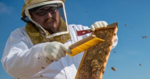USDA technician tending beehives at a rooftop apiary