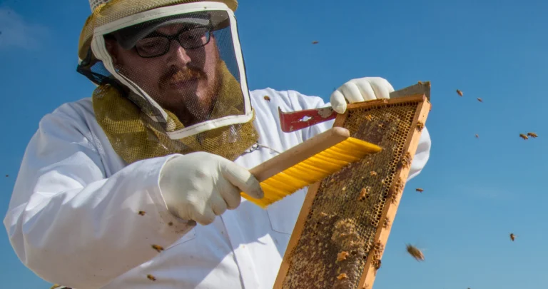 USDA technician tending beehives at a rooftop apiary